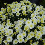 Chrysanthemum 'Bounty Blanc' - 