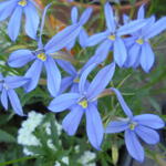 Isotoma axillaris 'Blue Star' - 