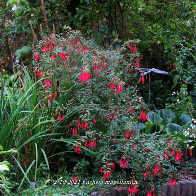 Fuchsia magellanica - 