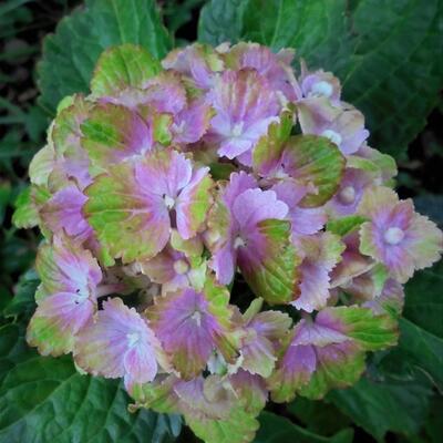 Hydrangea macrophylla REMBRANDT 'Vibrant Verde' - 