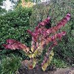 Cercis canadensis 'Eternal Flame' - 