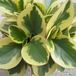 Peperomia obtusifolia 'Variegata' - 