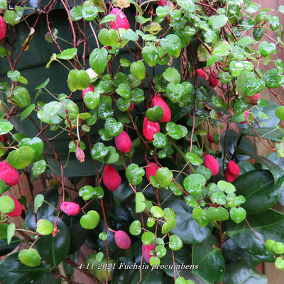 Fuchsia procumbens - 