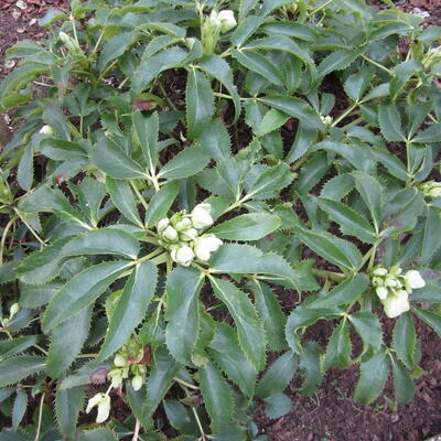 Hellébore de Corse - Helleborus argutifolius