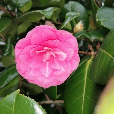 Kamelie - Camellia japonica (Roze)