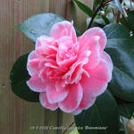 Camellia japonica 'Bonomiana' - 
