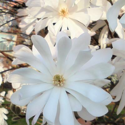 Magnolia stellata - Stern-Magnolie