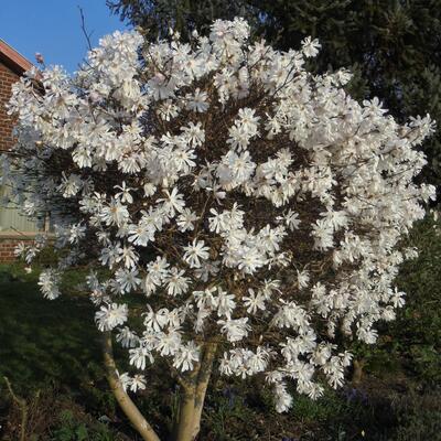 Stern-Magnolie - Magnolia stellata