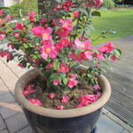 Camellia japonica 'Winter Perfume Pink' - Camellia japonica 'Winter Perfume Pink' - 