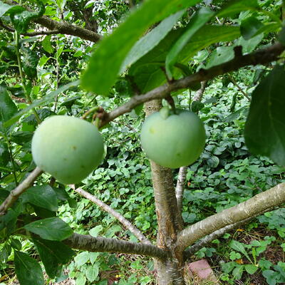 Prunus Domestica 'Reine Claude Verte'