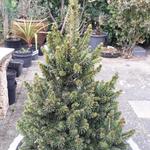Picea abies 'Will's Zwerg' - 