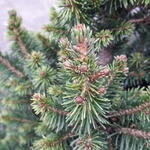 Picea abies 'Will's Zwerg' - 