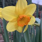 Narcissus 'Fortissimo' - 