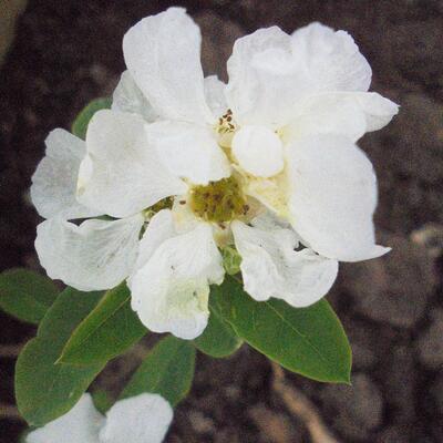 Exochorda racemosa 'Magical Springtime' - 