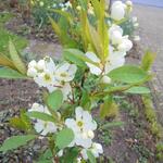 Exochorda racemosa 'Blushing Pearl' - 