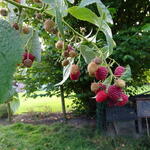 Rubus idaeus ´Héritage´ - Rubus idaeus ´Héritage´