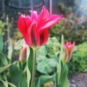 Tulipa 'Doll's Minuet'