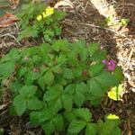Rubus arcticus - Allackerbeere