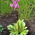 Dodecatheon pulchellum 'Red Wings' - 