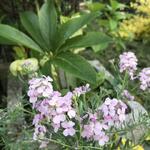 Aethionema cordifolium - Aethionema grandiflorum