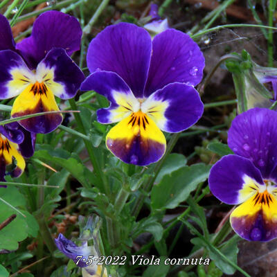 Viola cornuta - 