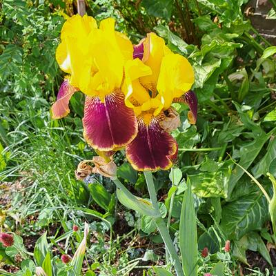 Iris germanica 'Rajah' - 