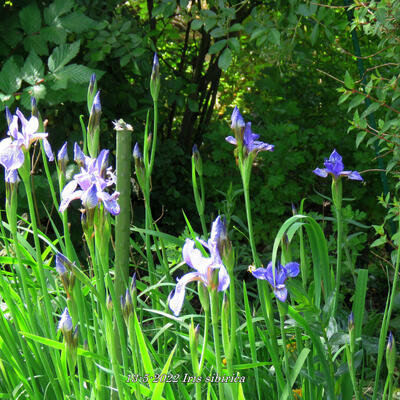 Sibirische Schwertlilie - Iris sibirica