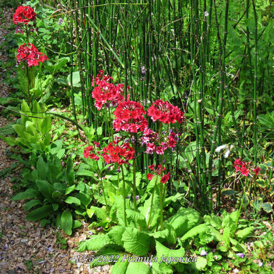 Primula japonica - 