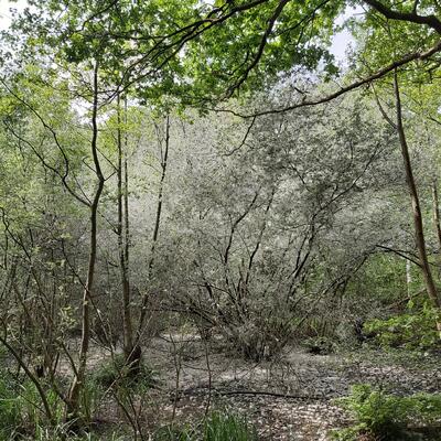 Salix caprea - 
