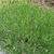 Lavandula angustifolia  'Munstead'