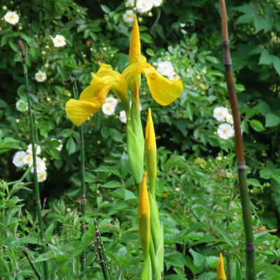 Iris pseudacorus - Sumpf-Schwertlilie - Iris pseudacorus