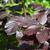 Carpinus betulus  'Purpurea'