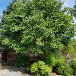 Hovenia dulcis - Hovenia dulcis - Japanischer Rosinenbaum