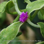 Aptenia cordifolia 'Magenta Purple Sun Rose' - 