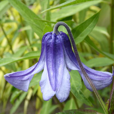Clematis integrifolia 'Blue Ribbons' - 