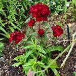 Dianthus barbatus 'BARBARINI Red' - 