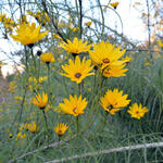 Helianthus salicifolius - Weidenblättrige Sonnenblume