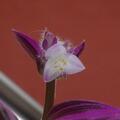 Tradescantia albiflora 'Nanouk'