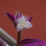 Tradescantia albiflora 'Nanouk' - 