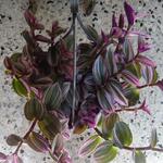 Tradescantia albiflora 'Nanouk' - 