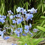 Cynoglossum amabile 'Blue Shower' - 