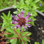 Trifolium speciosum - 