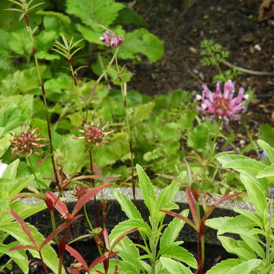 Trifolium speciosum - 