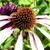 Echinacea 'Pretty Parasol'