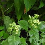 Nicotiana rustica - 