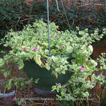 Aptenia cordifolia 'Magenta Purple Sun Rose' - Aptenia cordifolia 'Magenta Purple Sun Rose' - 