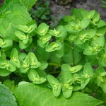 Euphorbia peplus - Ésule ronde