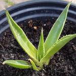 Agave utahensis subsp. utahensis - 
