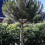 Pinus pinea - Pinie