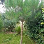 Pinus pinea - Pinie